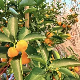 Beautiful live citrus tree for sale during Lunar new year