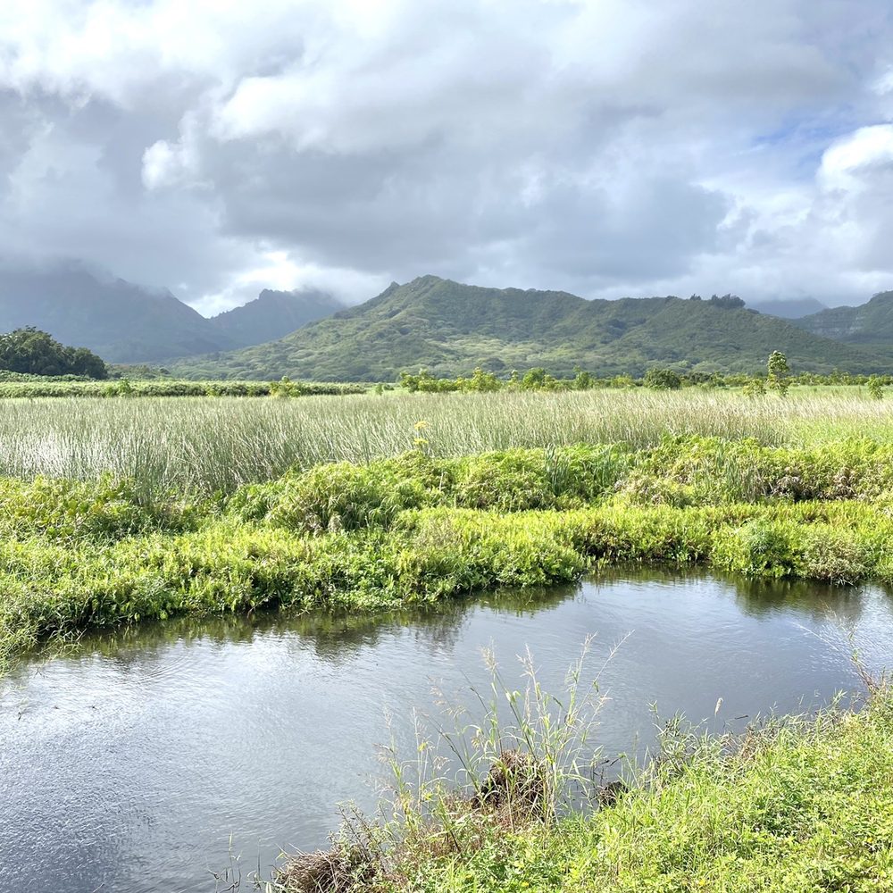 Kawainui Marsh Trail - Hiking Near Me - Kailua, Hawaii