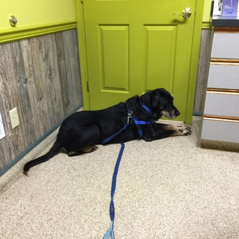 Allen Road Veterinary Clinic - sMuttynose waiting on the doctor! - Veterinarians Near Me - Carlisle, Pennsylvania Allen Road Veterinary Clinic - sMuttynose waiting on the doctor! - Veterinarians Near Me - Carlisle, Pennsylvania