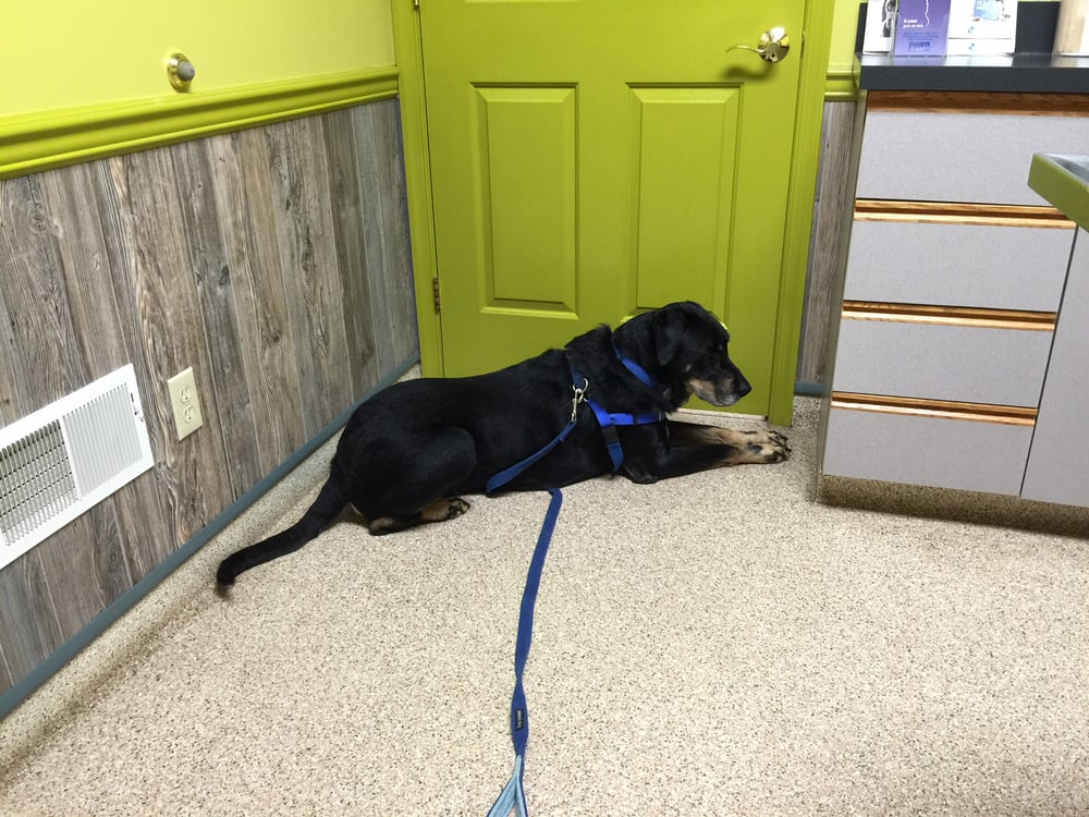 ALLEN ROAD VETERINARY CLINIC Updated September 2024 1909 Ritner Hwy