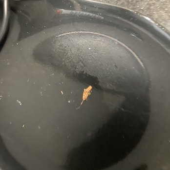 Seven Luxury Apartments - Roaches in my kitchen ! - Apartments Near Me - Phoenix, Arizona Seven Luxury Apartments - Roaches in my kitchen ! - Apartments Near Me - Phoenix, Arizona