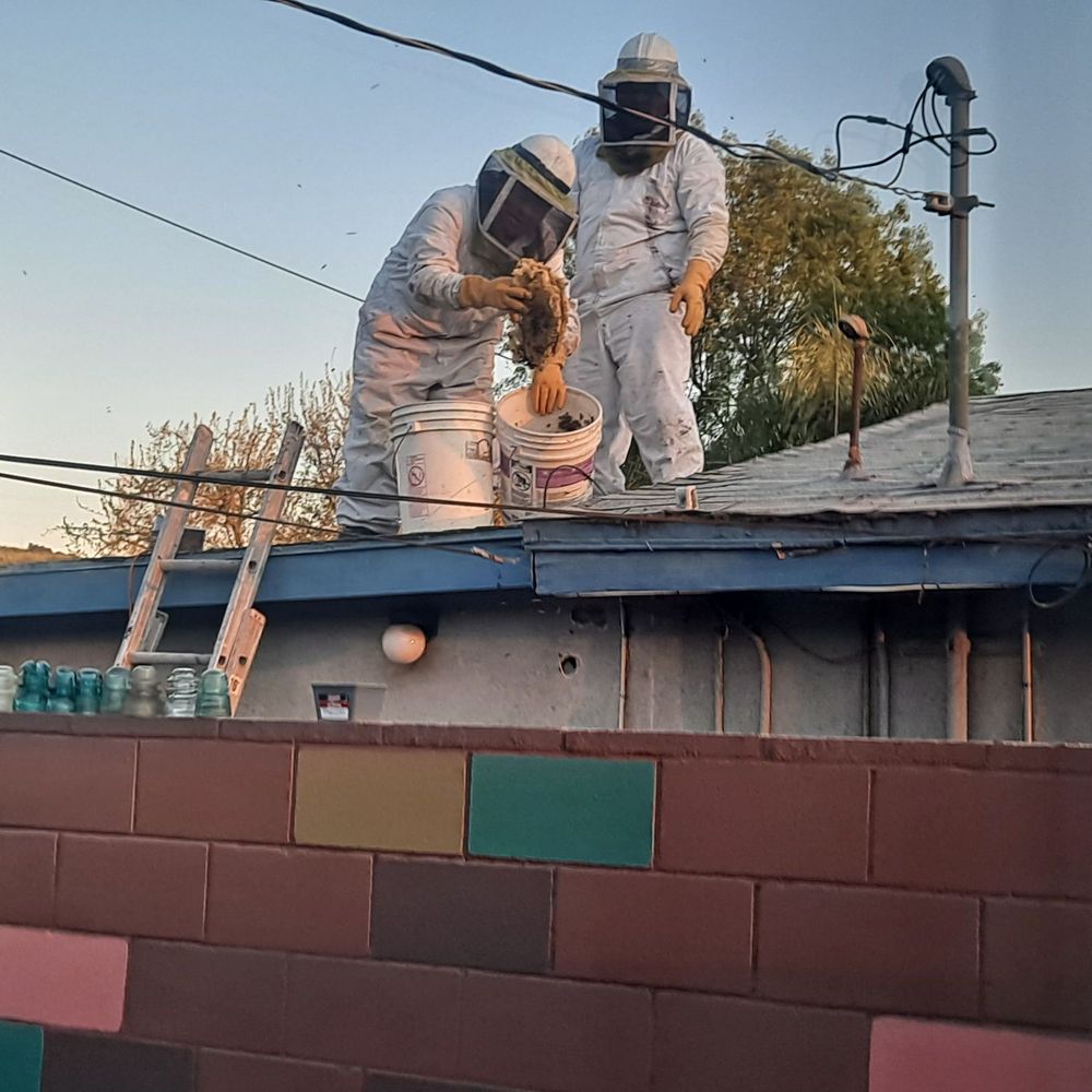 Beekeeper's Removal - Great job! - Pest Control Near Me Beekeeper's Removal - Great job! - Pest Control Near Me