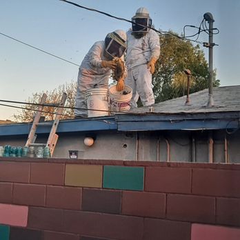 Beekeeper's Removal - Great job! - Pest Control Near Me Beekeeper's Removal - Great job! - Pest Control Near Me