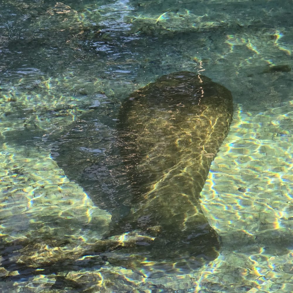 Three Sisters Springs - Tours Near Me - Crystal River, Florida Three Sisters Springs - Tours Near Me - Crystal River, Florida