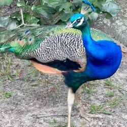 Popcorn Park Zoo - Peacock