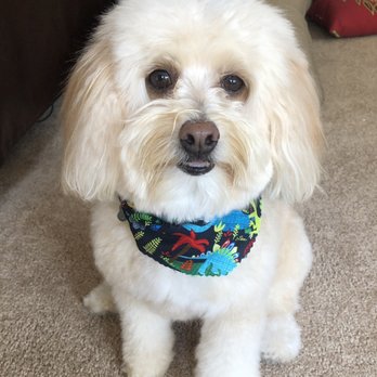 Kae-9 By Design Grooming & Boutique - Pet Groomers Near Me - Florence, Kentucky