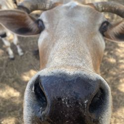 Uber - My cow that is disappointed with Uber.