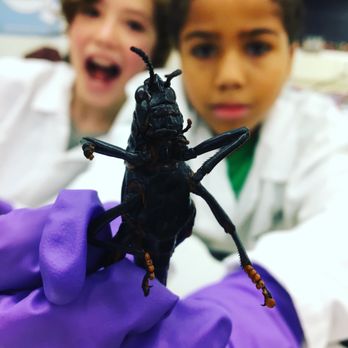 Park Century School - Learning about bugs in Science! - Middle Schools & High Schools Near Me - Culver City, California Park Century School - Learning about bugs in Science! - Middle Schools & High Schools Near Me - Culver City, California