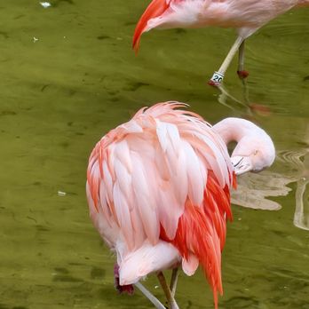 Sunken Gardens - Nurseries & Gardening Near Me - Saint Petersburg, Florida Sunken Gardens - Nurseries & Gardening Near Me - Saint Petersburg, Florida