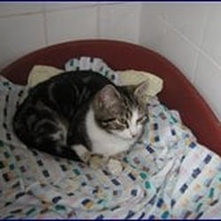 Cats Protection - Official Website Picture