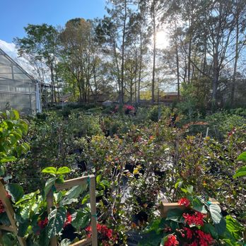 Proctor Ace Hardware - Plants - Hardware Stores Near Me - Jacksonville, Florida Proctor Ace Hardware - Plants - Hardware Stores Near Me - Jacksonville, Florida