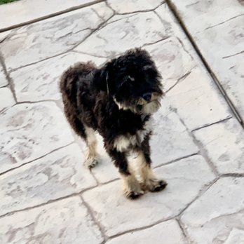 Doggie Day Spa - Before grooming - Pet Groomers Near Me - Moreno Valley, California