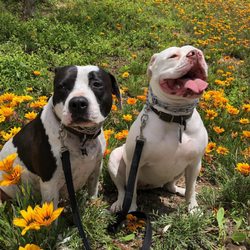 The Confident Mutt - Baron and Stella!