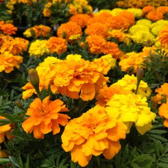 ホーマックスーパーデポ瀬谷店 Nurseries Gardening 北新25 1 横浜市 瀬谷区 神奈川県 Japan Phone Number Yelp