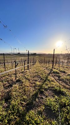 Scribe Winery by null