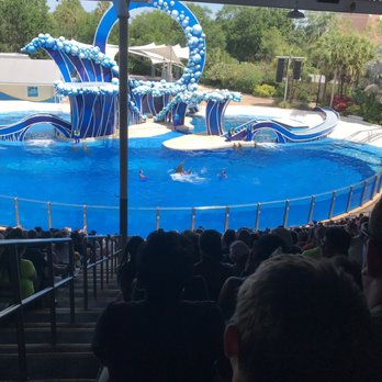 Dolphin Days - Aquariums Near Me - Orlando, Florida