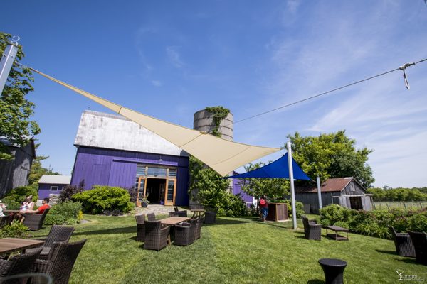 Closson Chase Vineyards by null