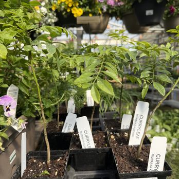 GARDENWORKS at Mandeville - Curry Leaf - Cafes Near Me - Burnaby, British Columbia
