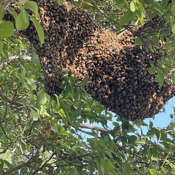 Bees Kneeds - Bees - Pest Control Near Me - Fairfield, California