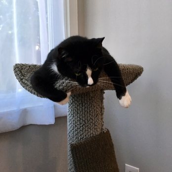 The Kitty Butler - Pet Sitting Near Me - Tyaskin, Maryland The Kitty Butler - Pet Sitting Near Me - Tyaskin, Maryland