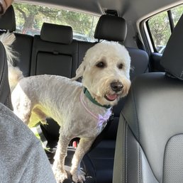 Beignet fresh out the groomers!