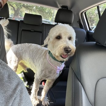 Kreativ Pet Klips - Beignet fresh out the groomers! - Pet Groomers Near Me - Sugar Land, Texas