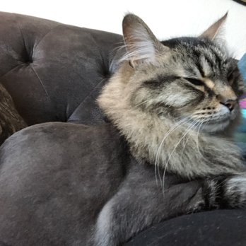 As the Fur Flies - Handsome lion cut boy! - Pet Groomers Near Me - Austin, Texas As the Fur Flies - Handsome lion cut boy! - Pet Groomers Near Me - Austin, Texas