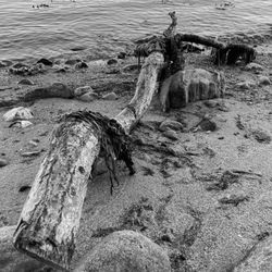 Strand Schilksee - ... Impressionen ...