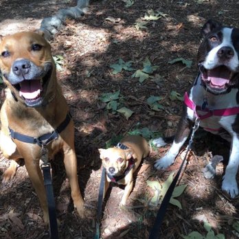 Yo Dog Walker - Dog Walkers Near Me