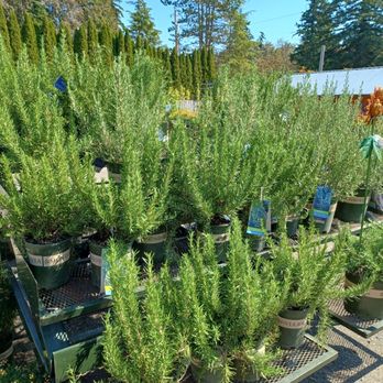 My Garden Nursery - I just had to purchase my favorite " Tuscan Blue" Rosemary. - Nurseries & Gardening Near Me - Bellingham, Washington My Garden Nursery - I just had to purchase my favorite " Tuscan Blue" Rosemary. - Nurseries & Gardening Near Me - Bellingham, Washington