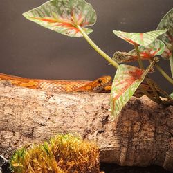 Denny's Pet World