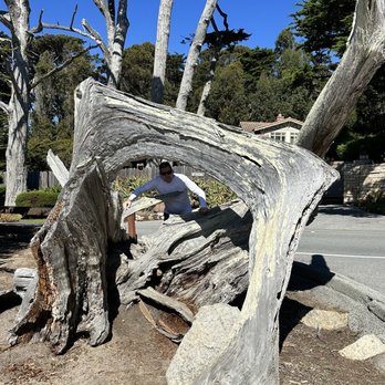 17-Mile Drive Scenic Tour - Ghost tree - Local Flavor Near Me 17-Mile Drive Scenic Tour - Ghost tree - Local Flavor Near Me