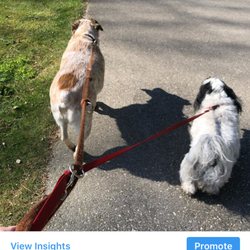 Wet Noses Dog Walking and Training