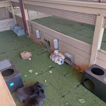 River Street Ranch - Bunnies - Petting Zoos Near Me - San Juan Capistrano, California