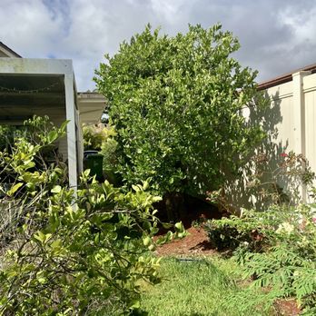 Espitia’s Tree Service - Not hanging over on my neighbors side anymore - Tree Services Near Me Espitia’s Tree Service - Not hanging over on my neighbors side anymore - Tree Services Near Me