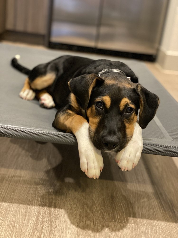 ALL DOGS UNLEASHED 89 Photos & 128 Reviews 2401 Luna Rd, Carrollton