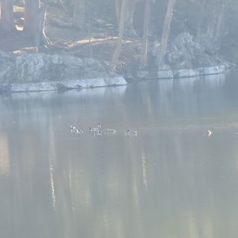 Lake Anza Beach - Ducks - Beaches Near Me - Berkeley, California