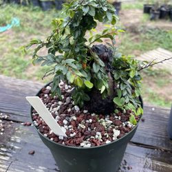 Muranaka Bonsai Nursery - A Cork Elm...