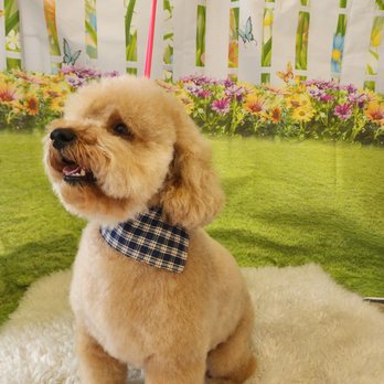 Dog Fancy Pet Spa - Pet Groomers Near Me - Round Lake, Illinois Dog Fancy Pet Spa - Pet Groomers Near Me - Round Lake, Illinois