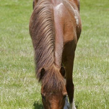 Pebble Cove Farm - Buddy the pony - Bed & Breakfast Near Me - Orcas Island, Washington