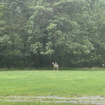 Big Cove Whitetails - Deer in front yard - Wildlife Hunting Ranges Near Me - Big Cove Tannery, Pennsylvania Big Cove Whitetails - Deer in front yard - Wildlife Hunting Ranges Near Me - Big Cove Tannery, Pennsylvania