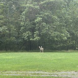 Big Cove Whitetails - Deer in front yard
