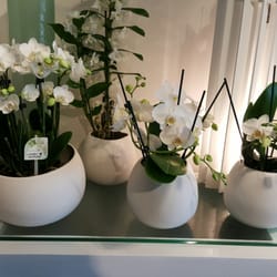 Woestijnroos