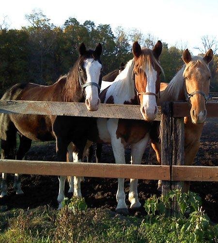 Crooked Creek Trails - equestrian in Royal Center, IN