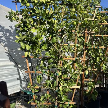 Menlo Growers - Lisbon lemon espalier - Nurseries & Gardening Near Me - Gilroy, California