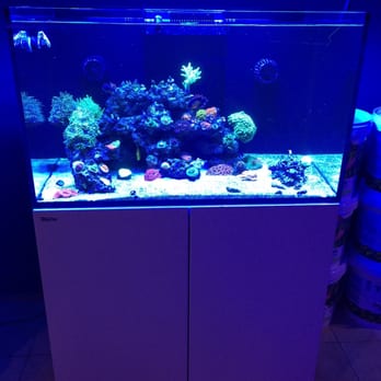 Living Reef - Aquarium Services Near Me - Orlando, Florida Living Reef - Aquarium Services Near Me - Orlando, Florida