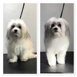 fox cares mobile grooming