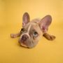 Photo of Happy Tails Inn