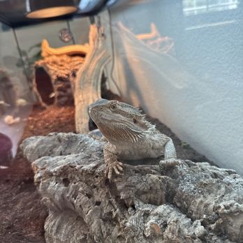 LLLReptile & Supply - Aussie Osborne - our new adult, female, bearded dragon from LLL Reptile in O-side. - Reptile Shops Near Me - Oceanside, California LLLReptile & Supply - Aussie Osborne - our new adult, female, bearded dragon from LLL Reptile in O-side. - Reptile Shops Near Me - Oceanside, California
