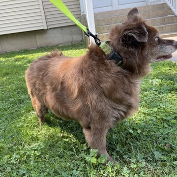 Pawtero - Pet Groomers Near Me - New Haven, Connecticut